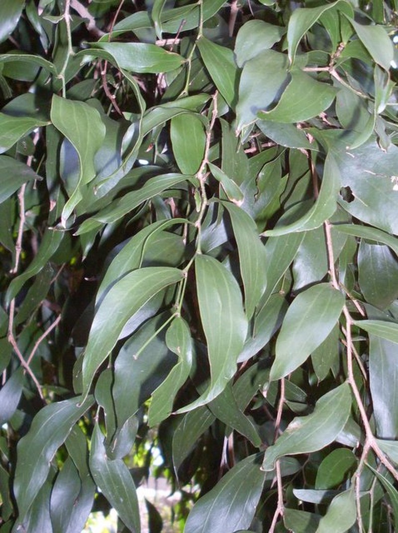 Acacia bakeri