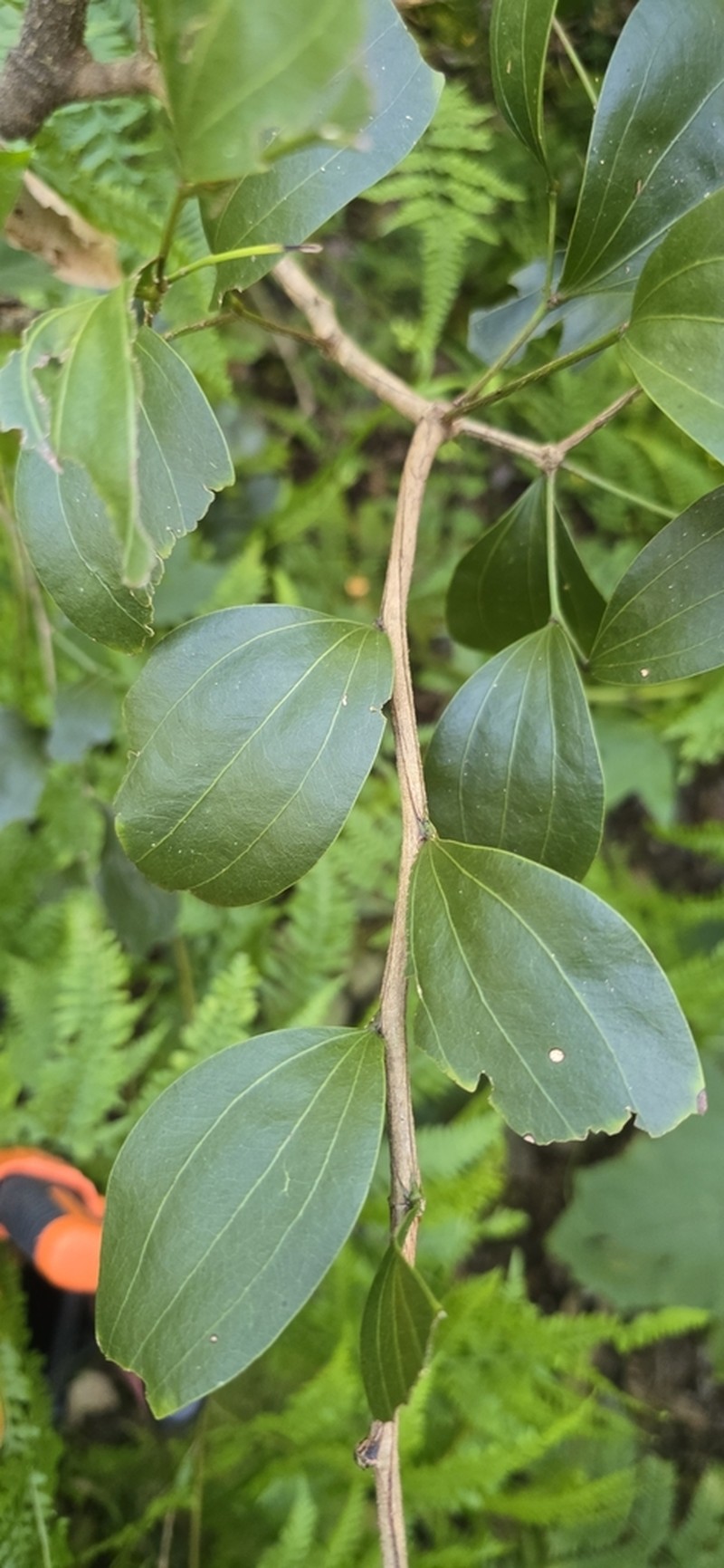 Acacia bakeri photo 2