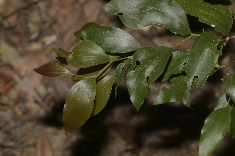 Acacia bakeri photo 4