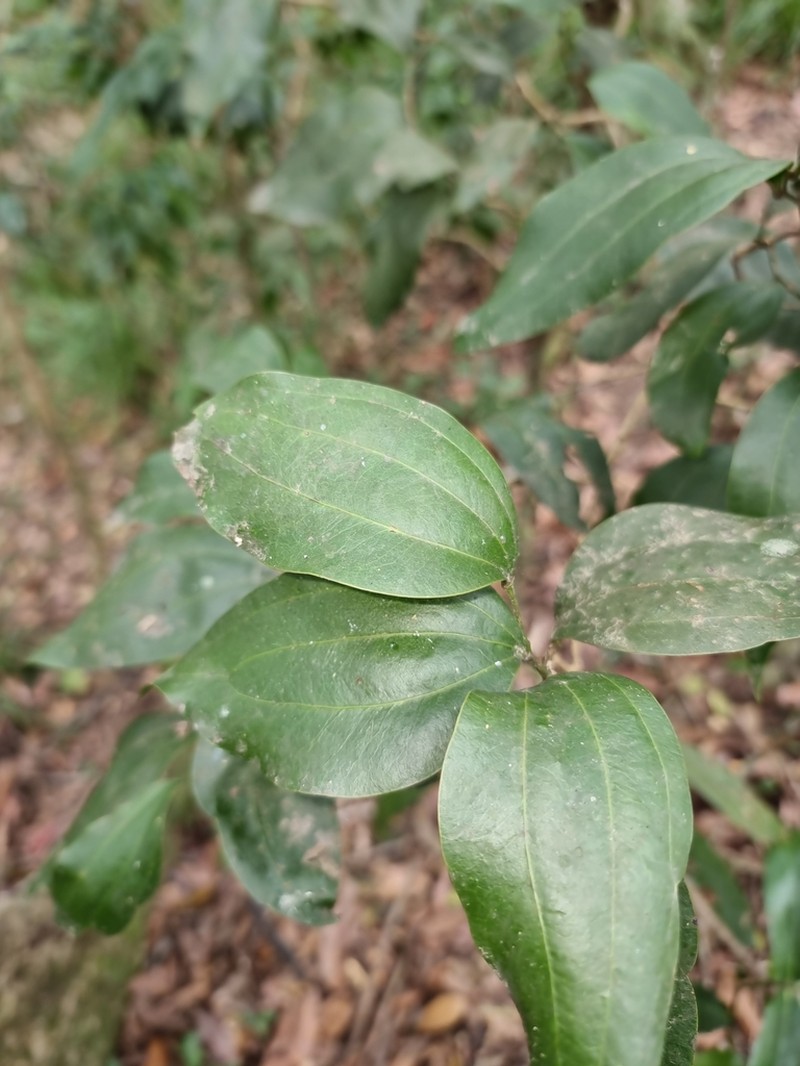 Acacia bakeri photo 5