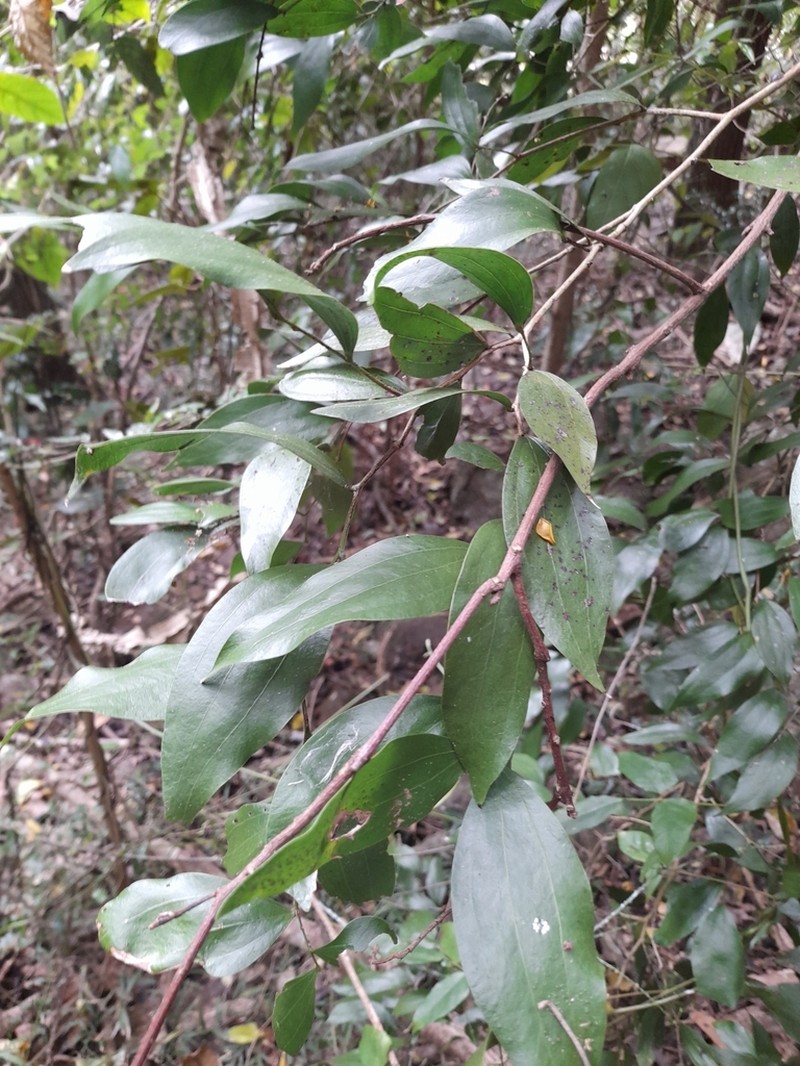 Acacia bakeri photo 6