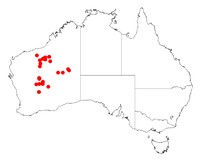 Acacia balsamea