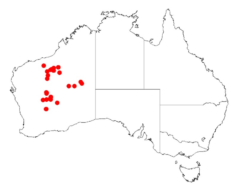 Acacia balsamea