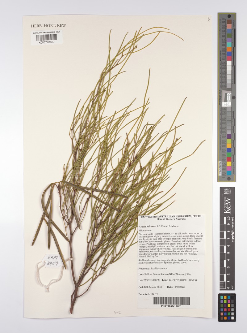 Acacia balsamea photo 2