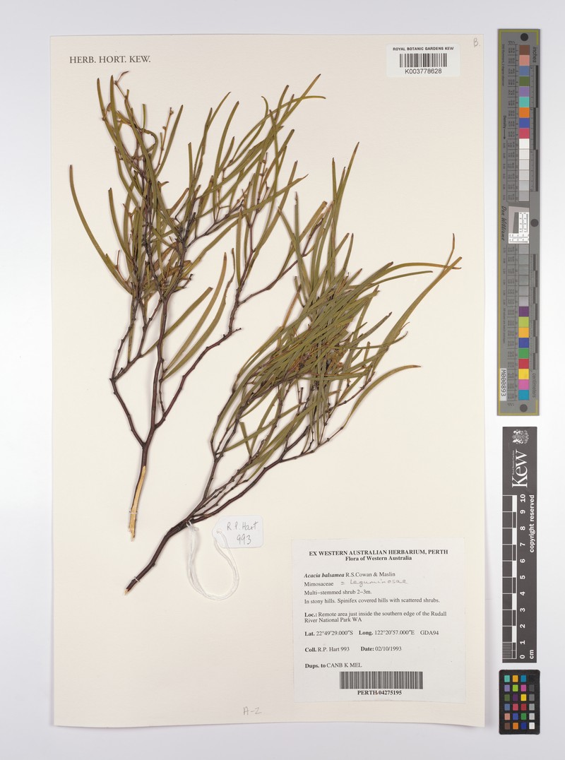 Acacia balsamea photo 3