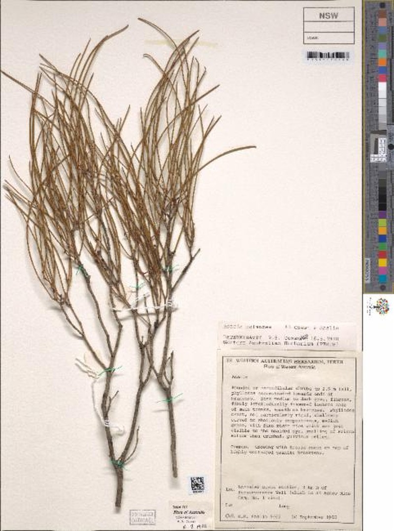 Acacia balsamea photo 4