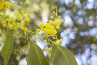 Acacia bancroftiorum