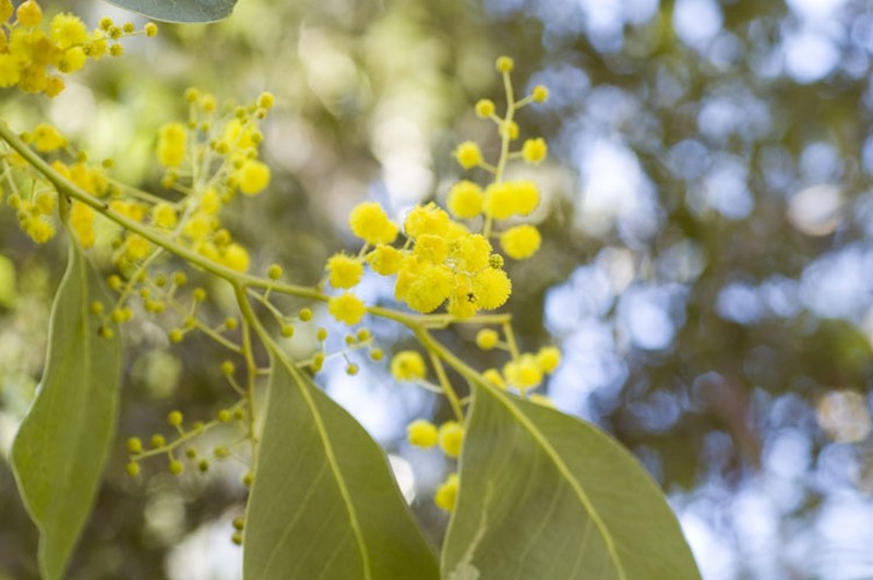 Acacia bancroftiorum