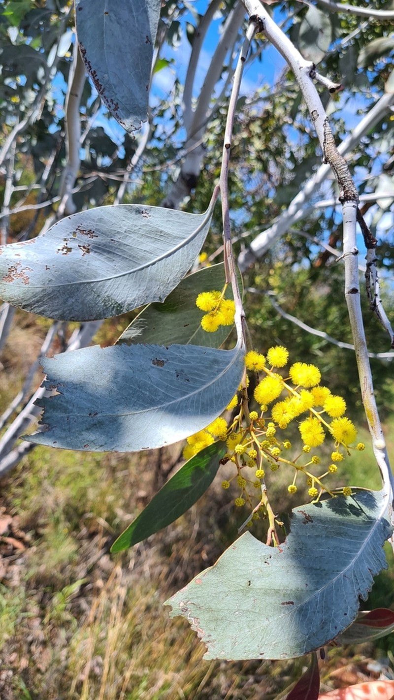 Acacia bancroftiorum photo 2