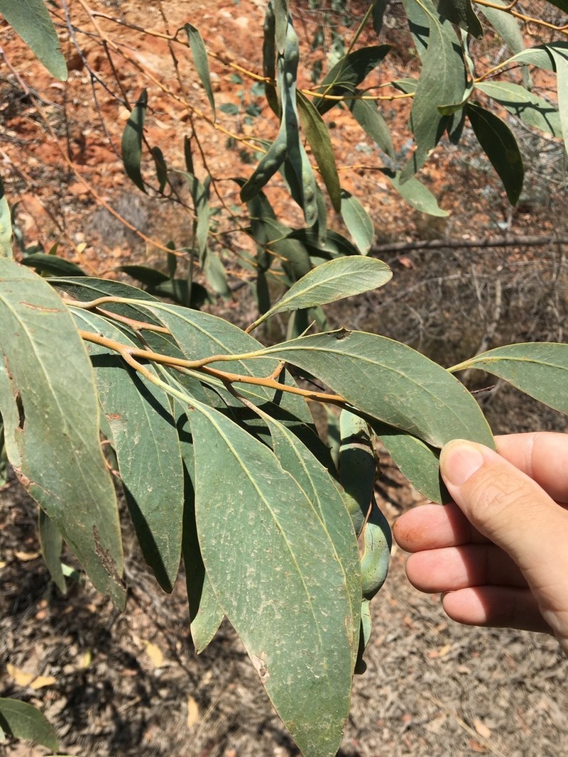 Acacia bancroftiorum photo 3