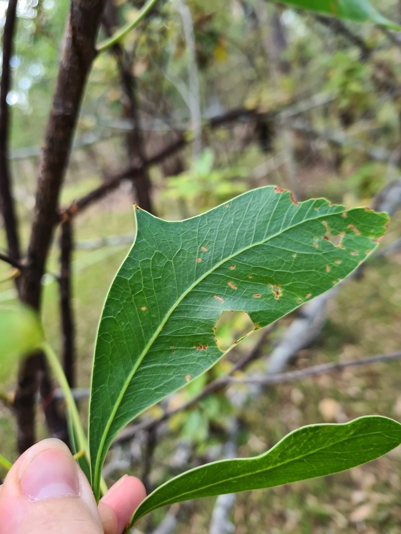 Acacia bancroftiorum photo 4
