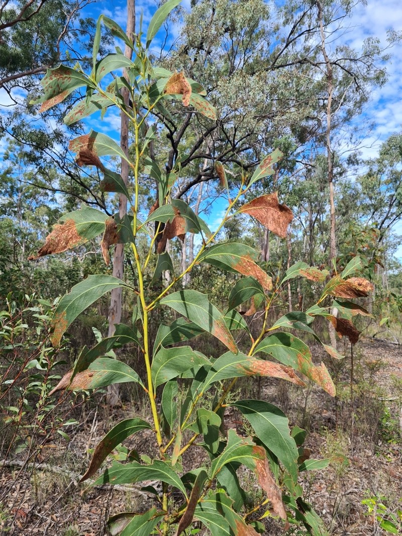 Acacia bancroftiorum photo 5