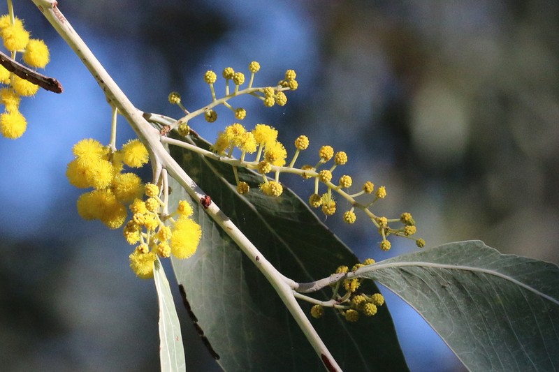 Acacia bancroftiorum photo 6