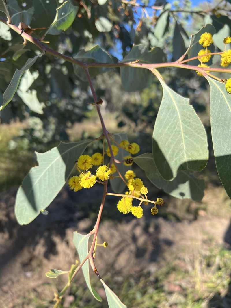 Acacia bancroftiorum photo 7