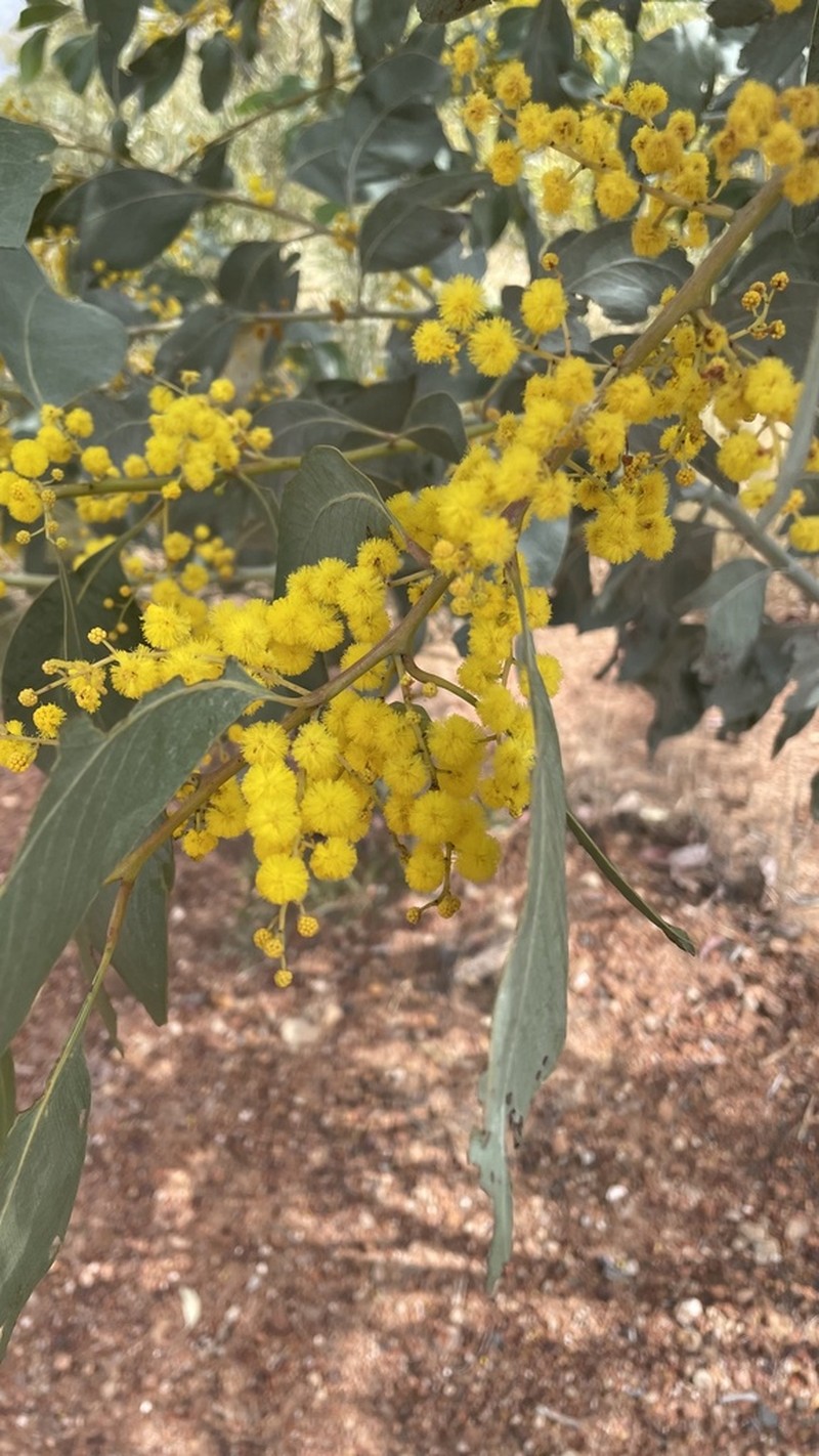 Acacia bancroftiorum photo 8