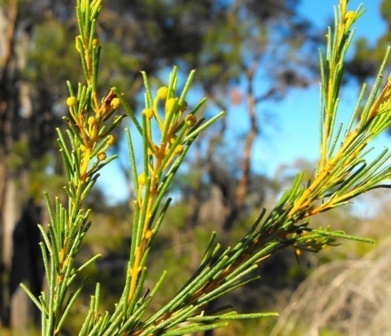 Acacia barakulensis photo 3