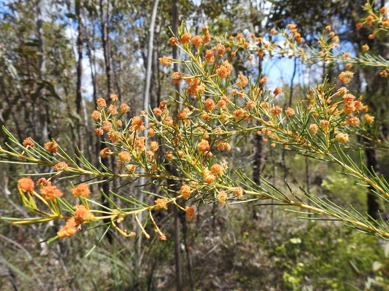 Acacia barakulensis photo 4