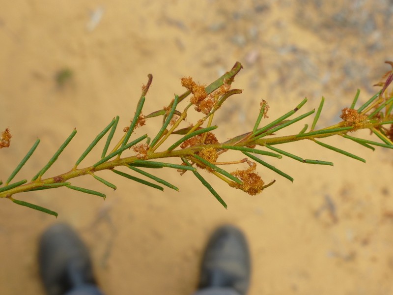 Acacia barakulensis photo 5