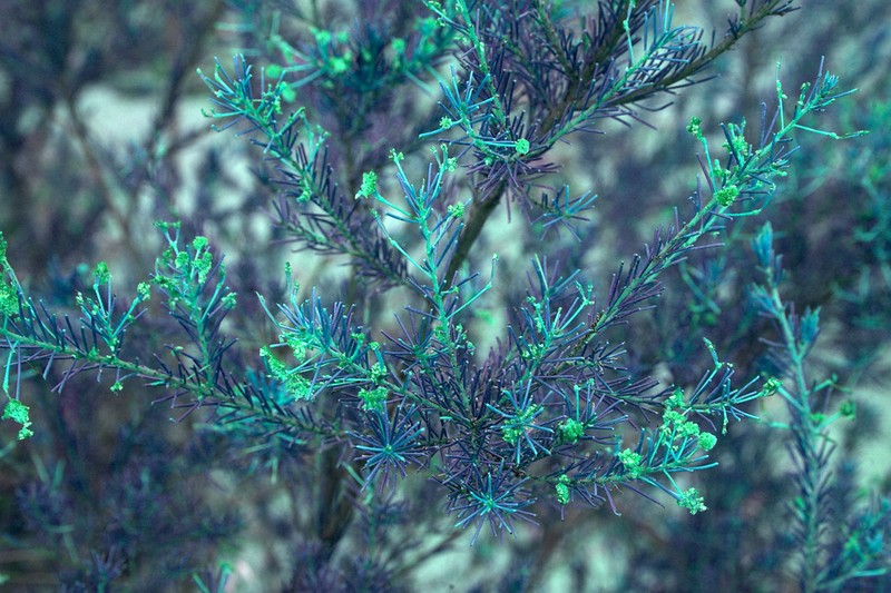 Acacia barakulensis photo 6