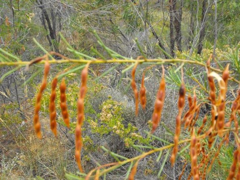 Acacia barakulensis photo 7