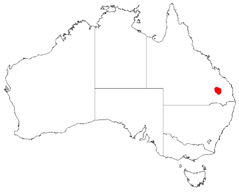Acacia barakulensis