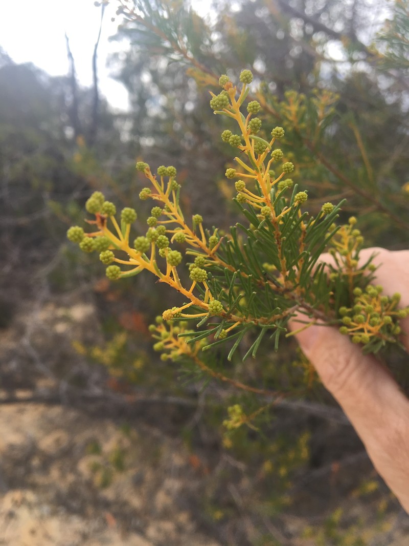 Acacia barakulensis photo 3