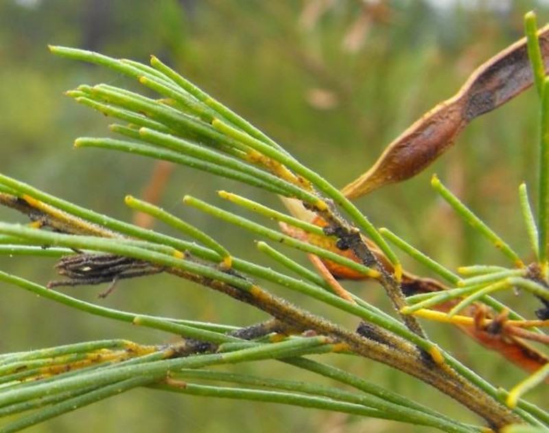 Acacia barakulensis photo 4