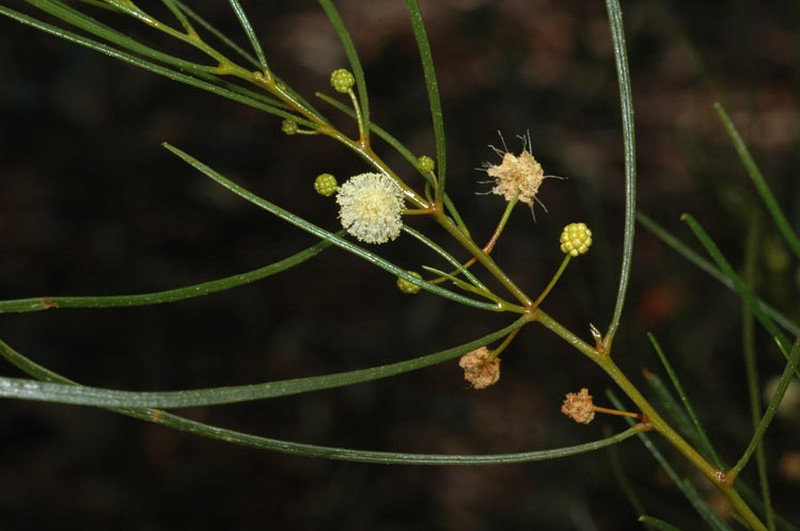 Acacia barattensis