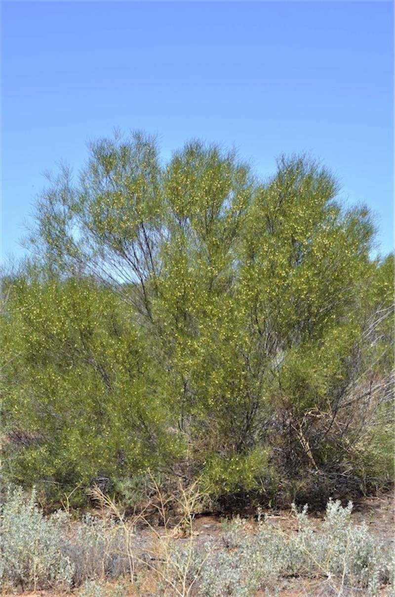 Acacia barattensis photo 2