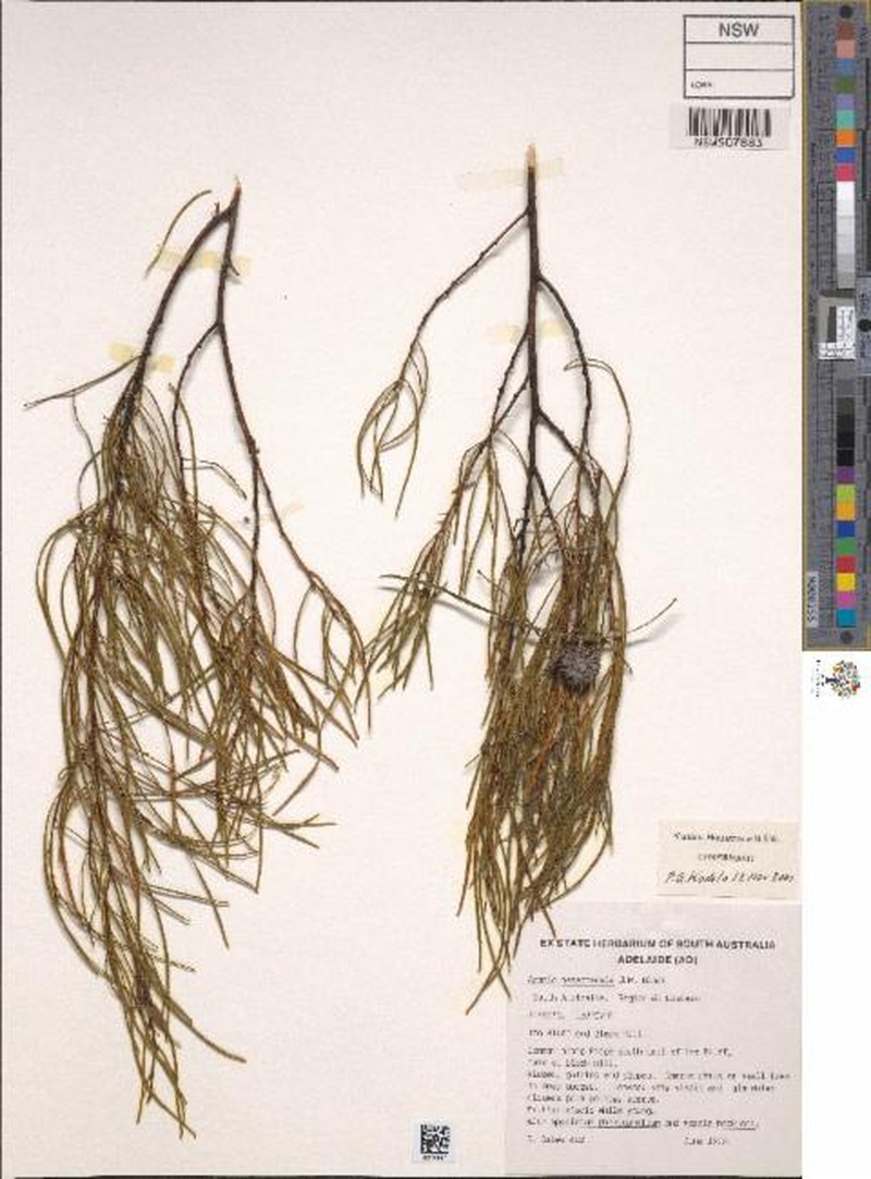 Acacia barattensis photo 3