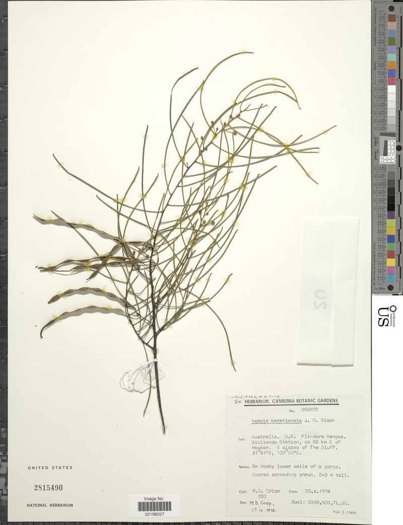 Acacia barattensis photo 4