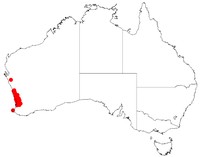 Acacia barbinervis