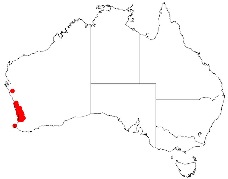 Acacia barbinervis