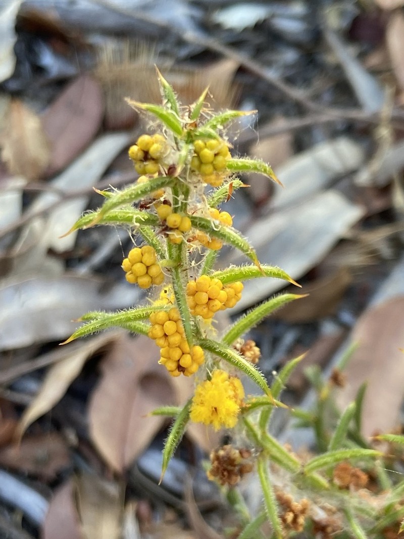 Acacia barbinervis photo 2