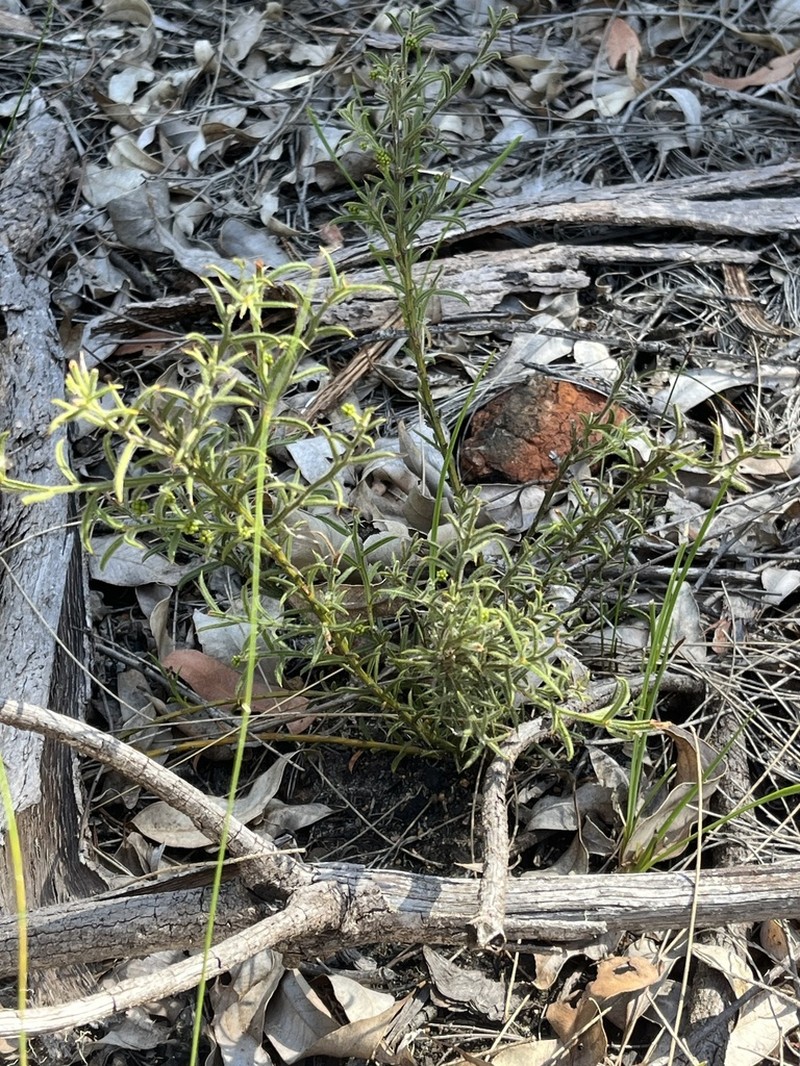 Acacia barbinervis photo 3