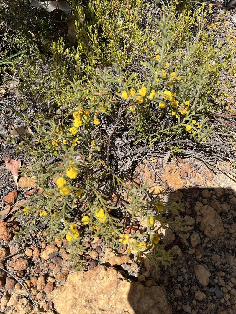 Acacia barbinervis photo 4