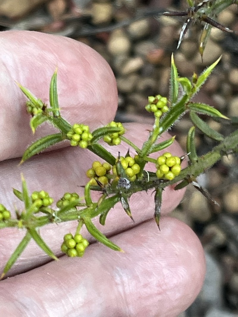 Acacia barbinervis photo 5