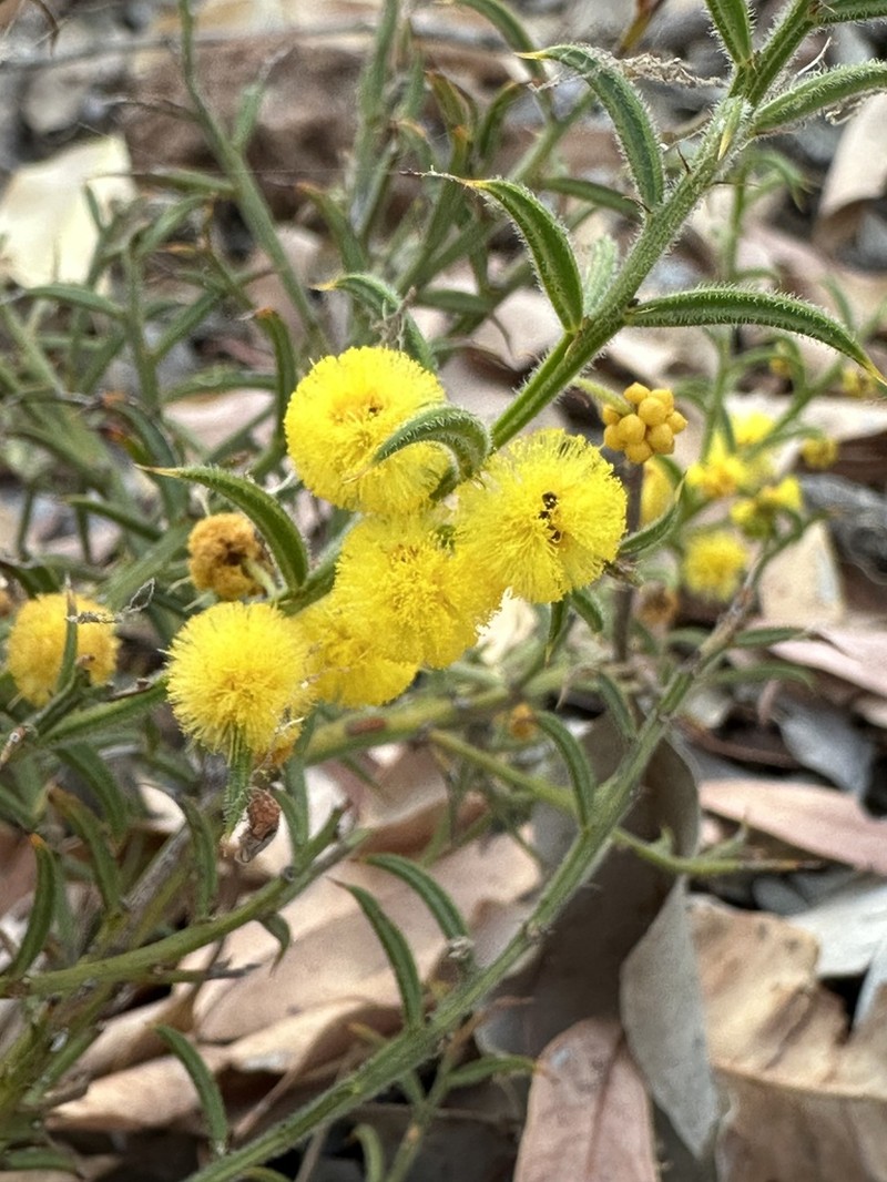 Acacia barbinervis photo 6