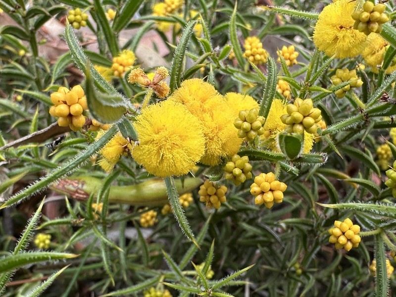 Acacia barbinervis photo 7