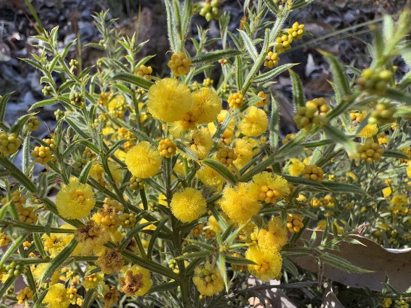 Acacia barbinervis photo 8