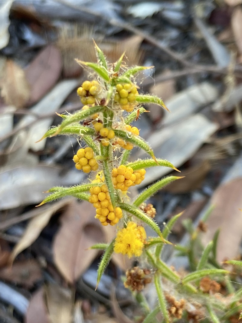 Acacia barbinervis subsp. barbinervis photo 3