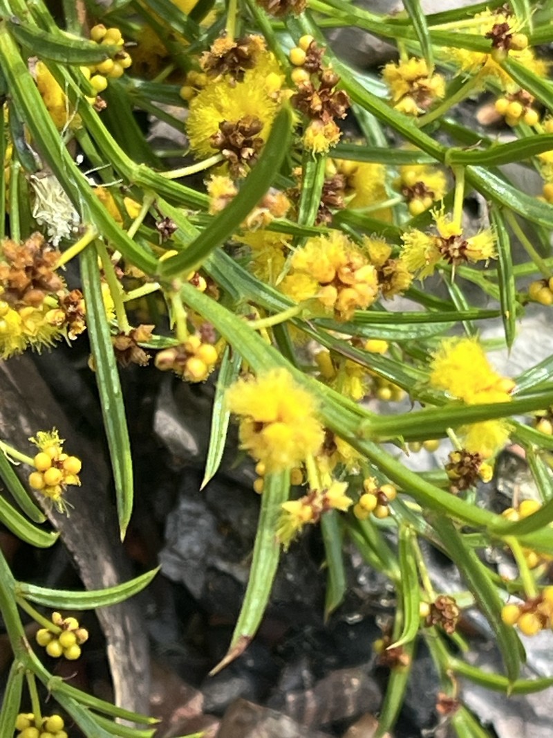 Acacia barbinervis subsp. barbinervis photo 4