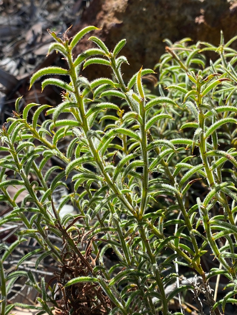 Acacia barbinervis subsp. barbinervis photo 6