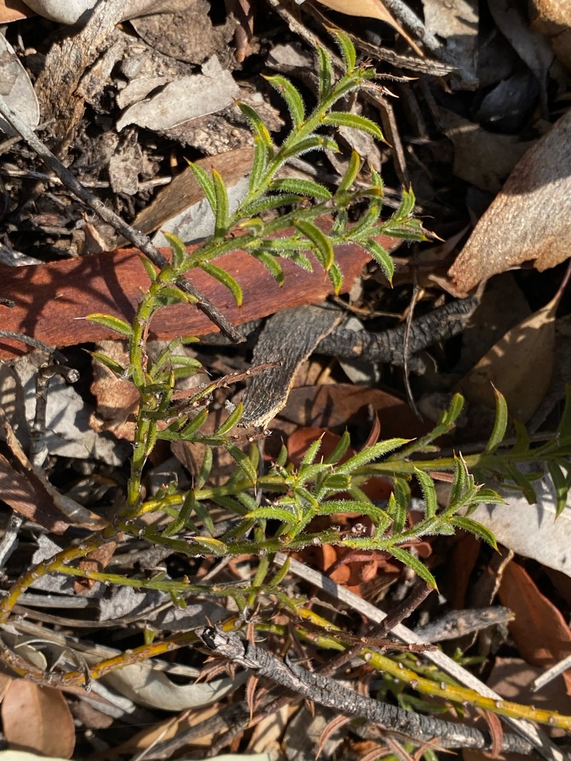 Acacia barbinervis subsp. barbinervis photo 8