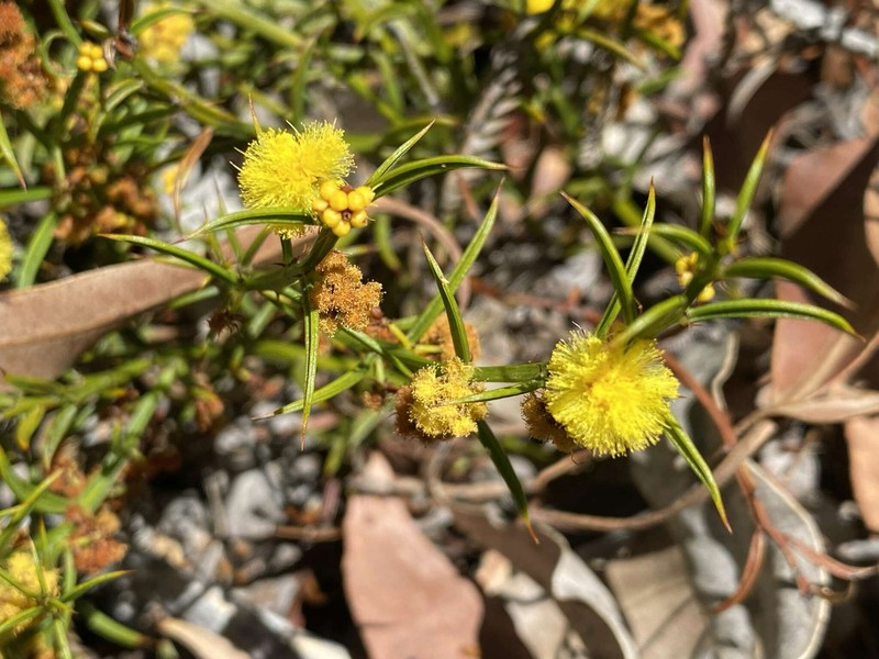Acacia barbinervis subsp. barbinervis