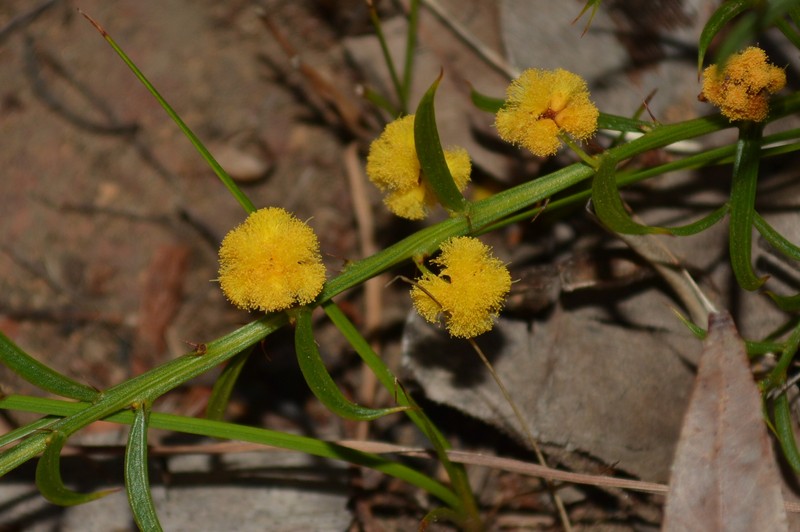 Acacia barbinervis subsp. barbinervis photo 2