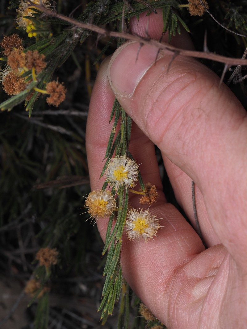 Acacia barbinervis subsp. borealis