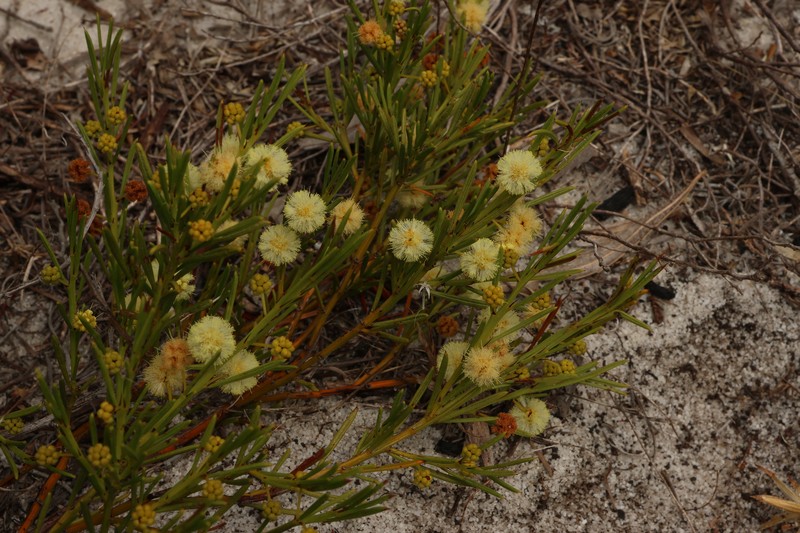 Acacia barbinervis subsp. borealis photo 2