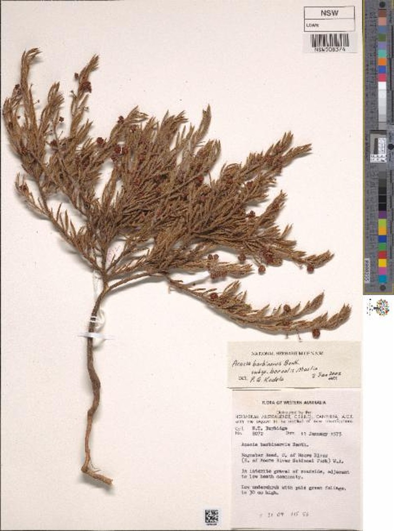 Acacia barbinervis subsp. borealis photo 3