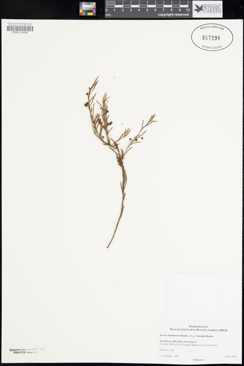Acacia barbinervis subsp. borealis photo 4